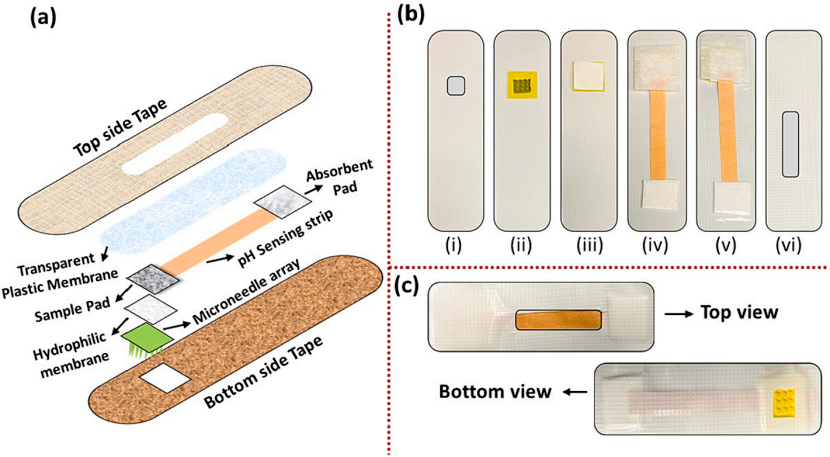 マイクロニードルベースの比色pHセンシングパッチの開発