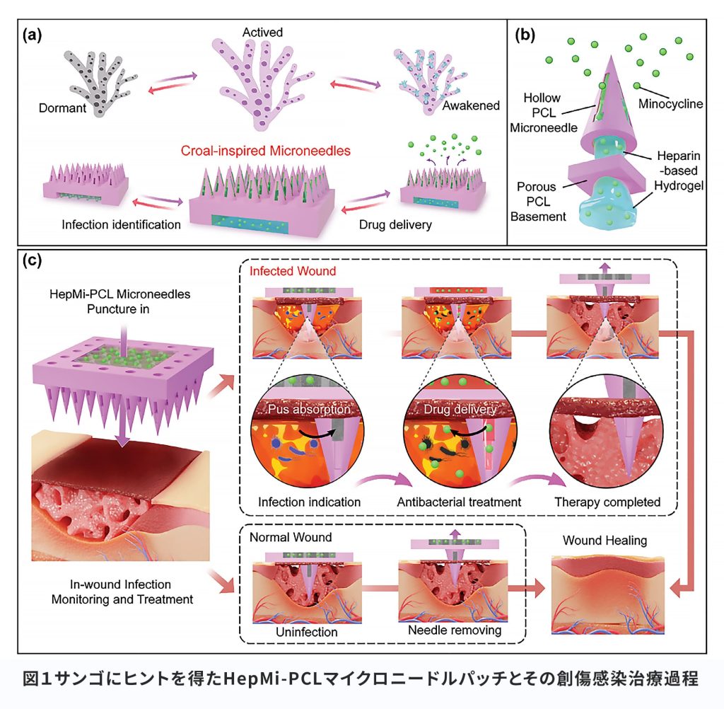 図１サンゴにヒントを得たHepMi-PCLマイクロニードルパッチとその創傷感染治療過程
