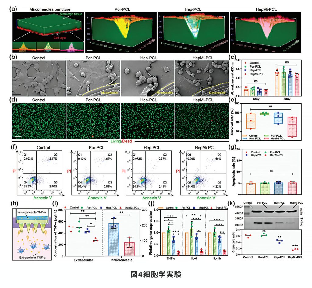 図4細胞学実験